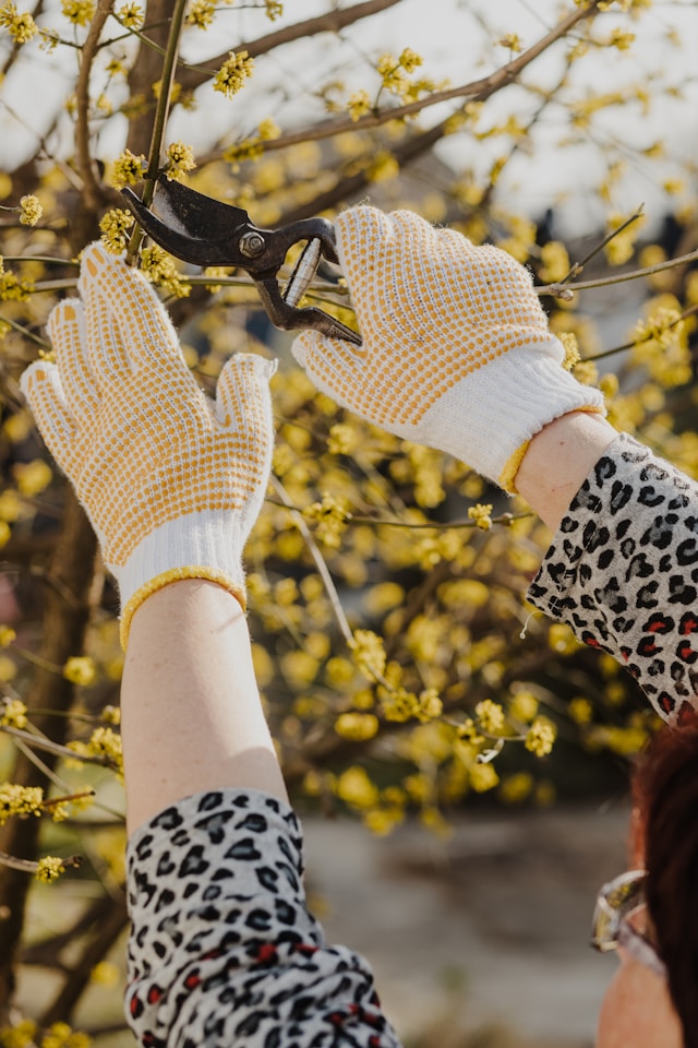 Garden Pruner Selection: Key Factors for Choosing the Right Tools