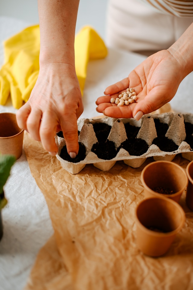 Seed Starting Indoors: Essential Tips for Successful Indoor Gardening