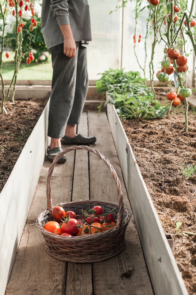 No-Dig Gardening: A Sustainable Approach to Growing Healthy Plants