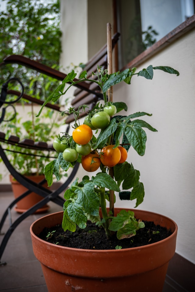 Balcony Vegetables: A Guide to Growing Fresh Produce in Small Spaces