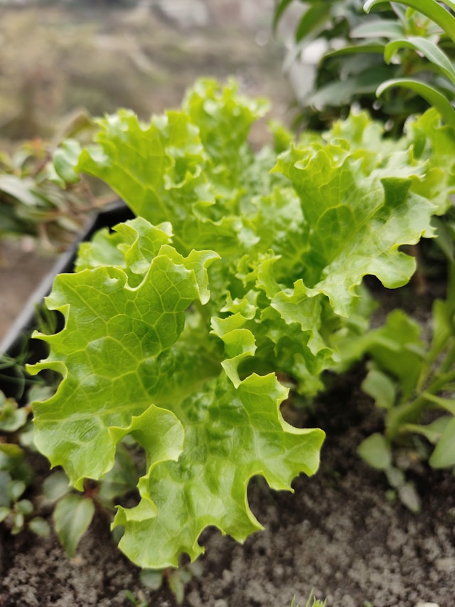 Easy Vegetables Beginners Can Grow Successfully