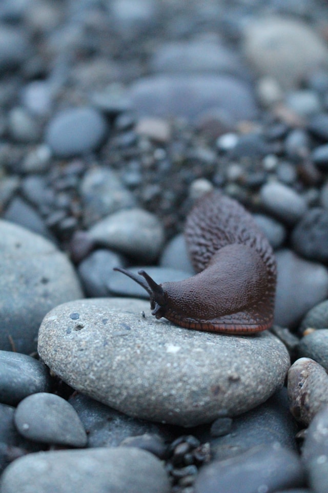Organic Slug Management: Effective Strategies for a Healthy Garden