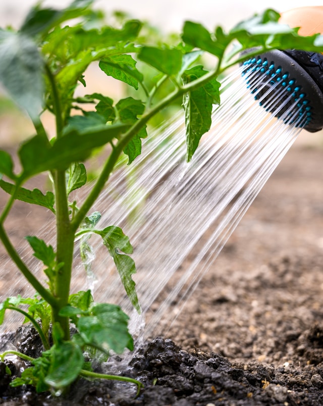 Watering New Plants: Essential Tips for Successful Growth