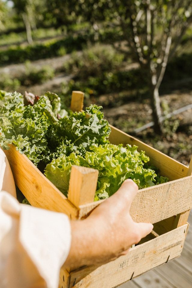 Vegetable Harvesting Guide: Essential Tips for Successful Crops