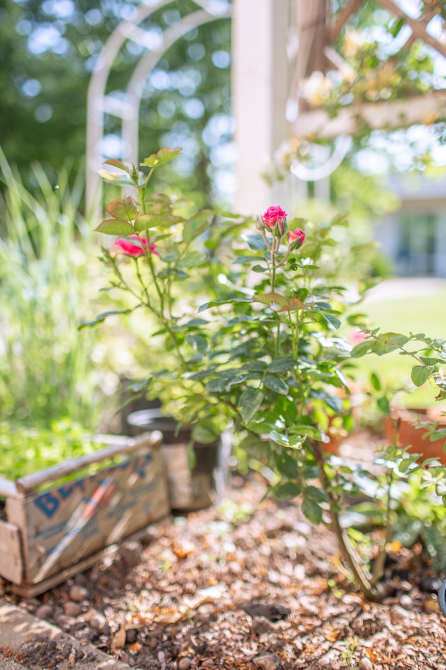 Natural Garden Mulch: Benefits and Best Practices for a Thriving Landscape