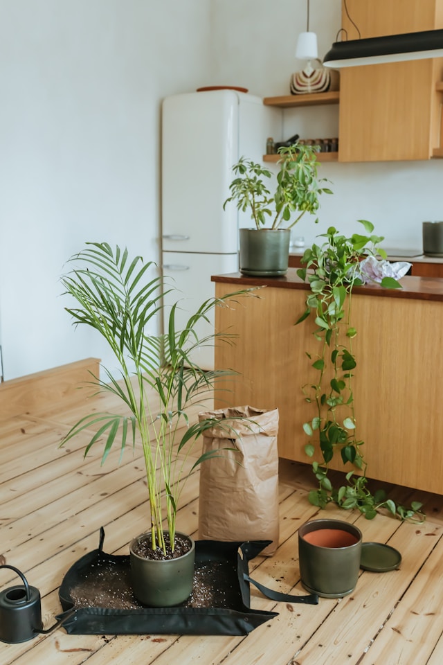Basic Indoor Gardening: Essential Tips for Thriving Houseplants