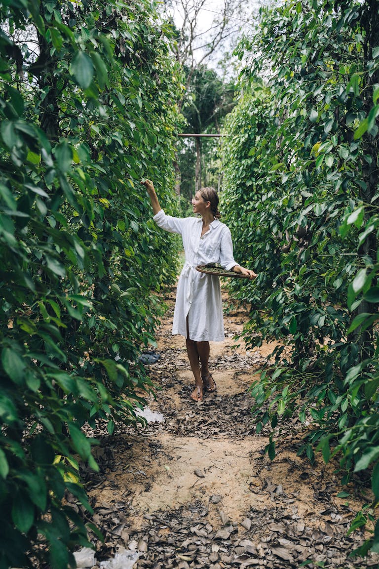 A woman in a white dress harvesting green peppers in a lush plantation.