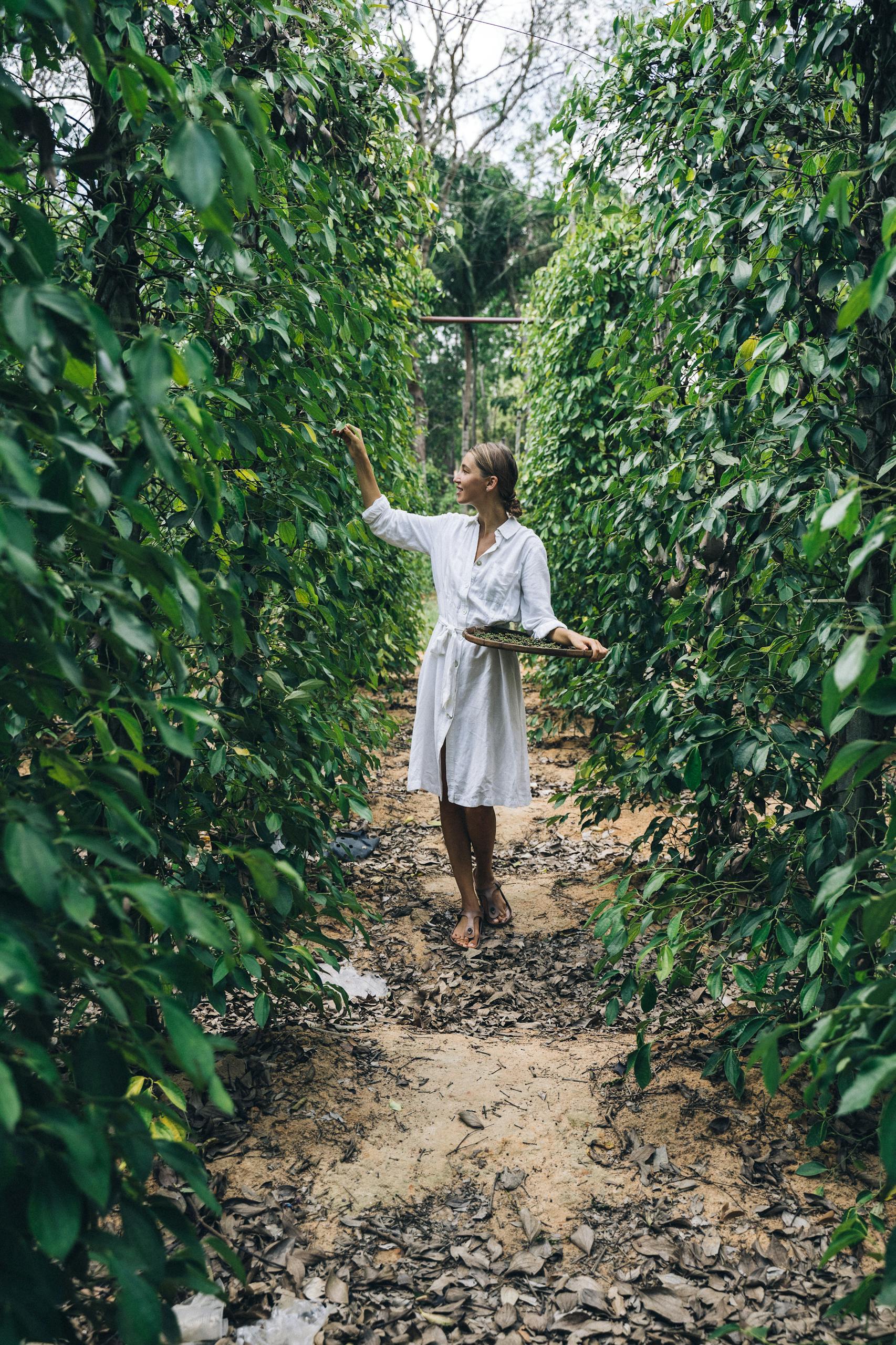A woman in a white dress harvesting green peppers in a lush plantation.