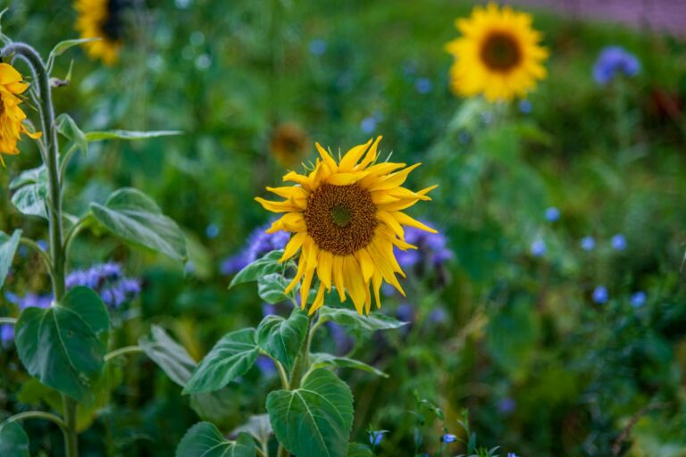 Close-up of a bright sunflower in a lush garden with colorful blooms, signifying summer beauty.