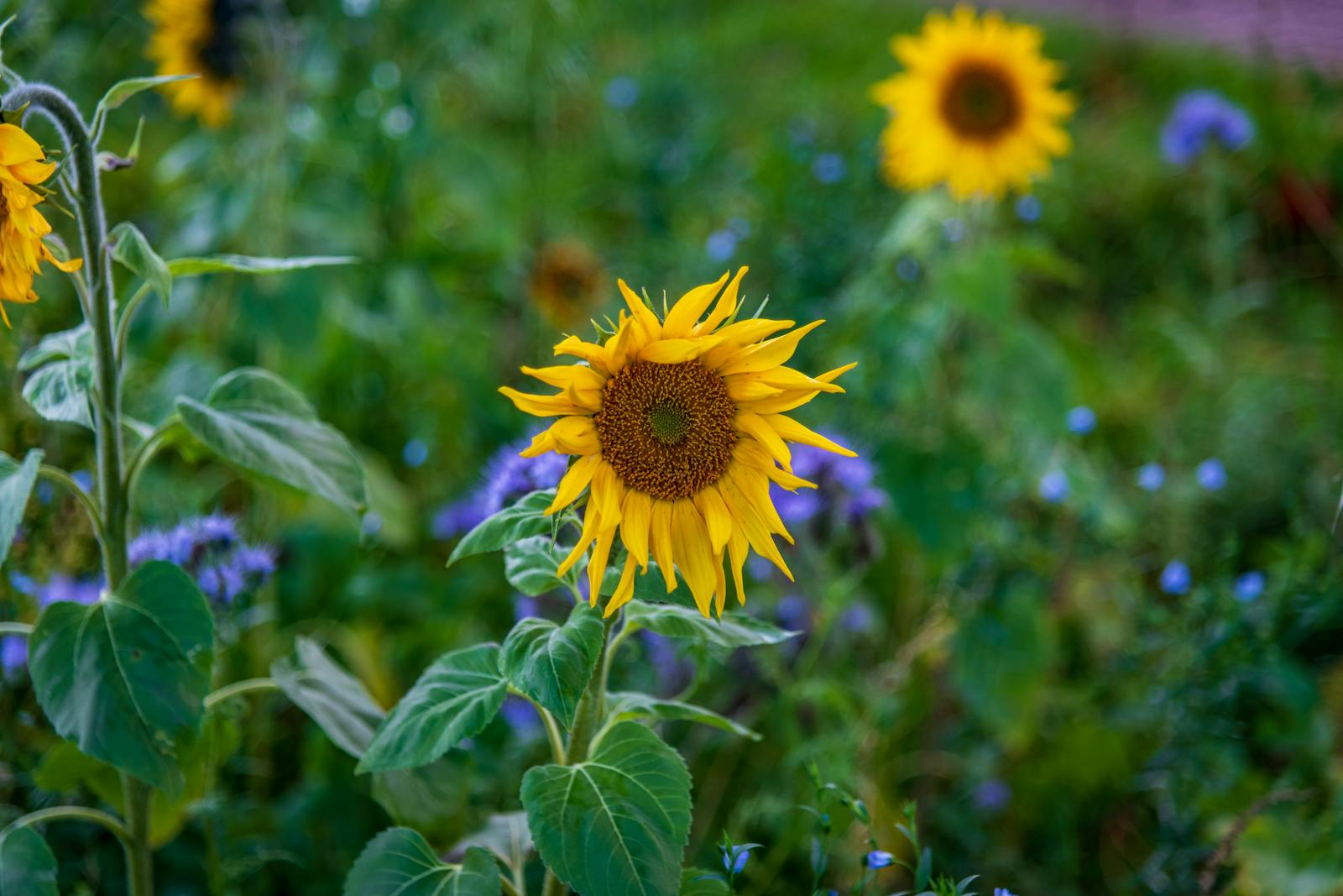 Close-up of a bright sunflower in a lush garden with colorful blooms, signifying summer beauty.