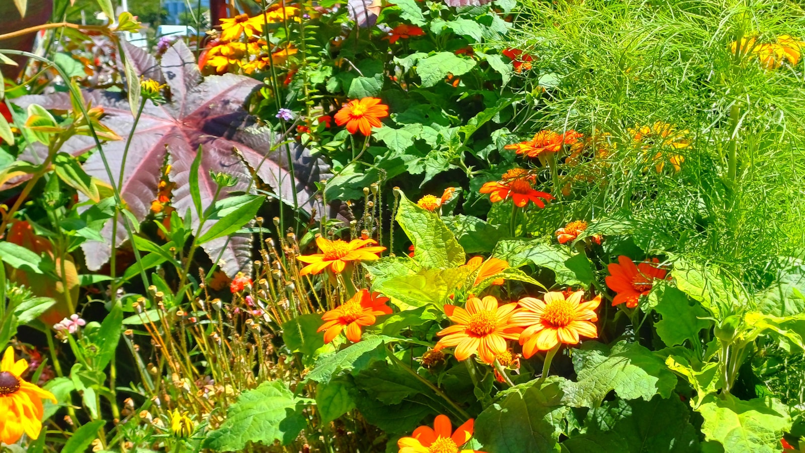 a garden filled with lots of different types of flowers