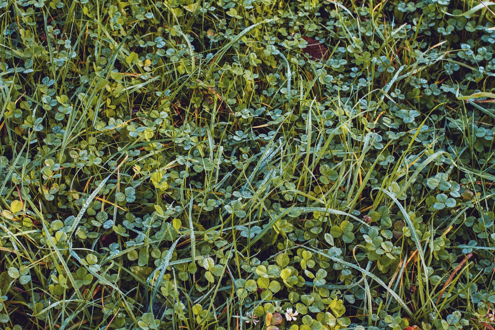 Lush grass and clover covered in morning dew.