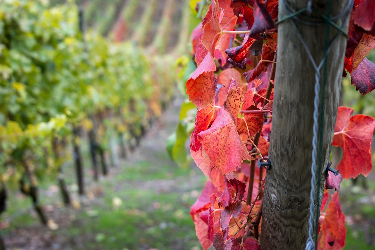 wine, vine leaves, stake, wooden pole, leaves, fall, nature, green, wood, vine, rebstock, grape leaf, autumn leaves, red, ahr valley