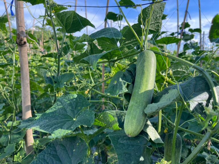 A cucumber is growing in a garden