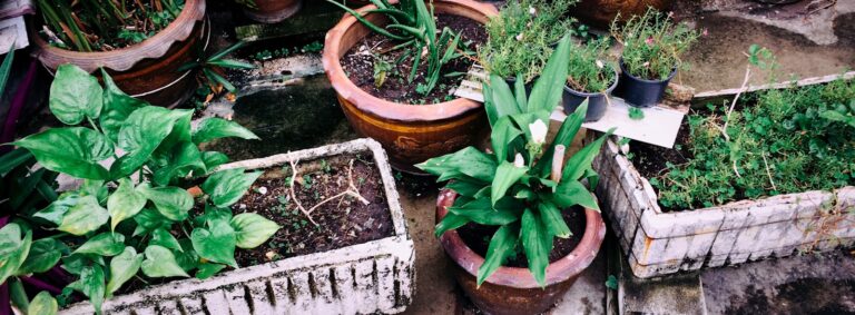 Potted plants of various types are thriving.