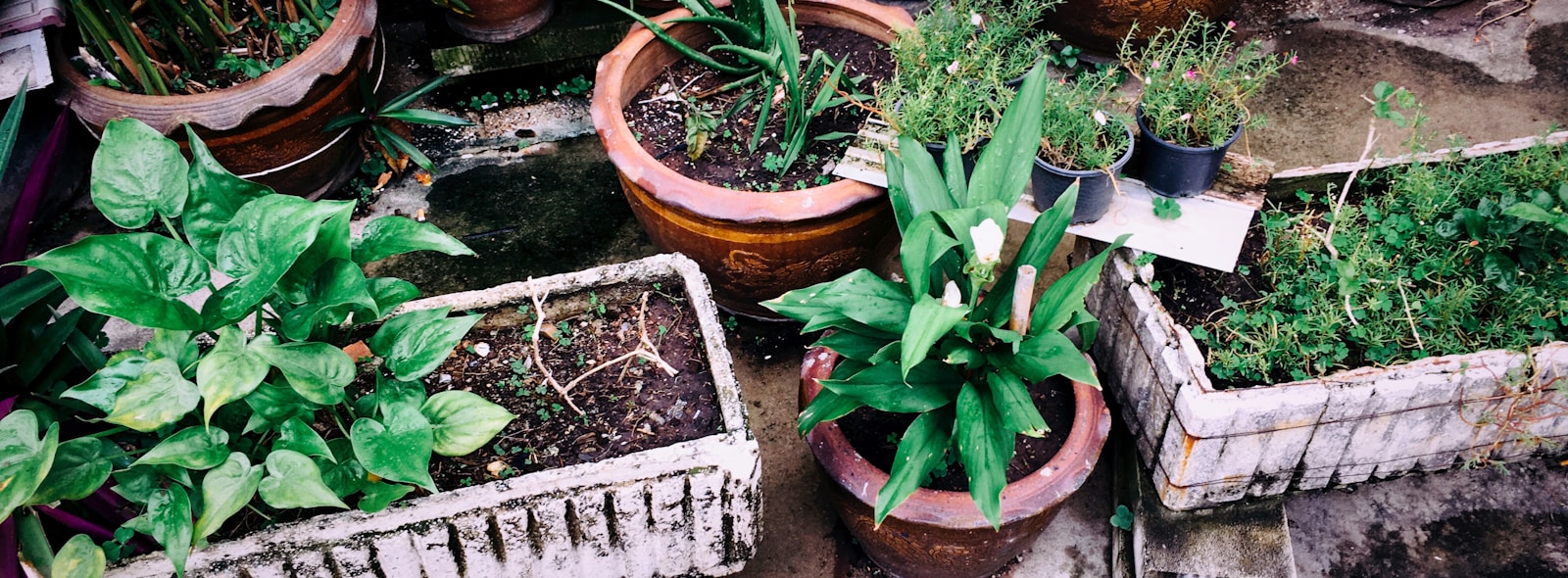 Potted plants of various types are thriving.