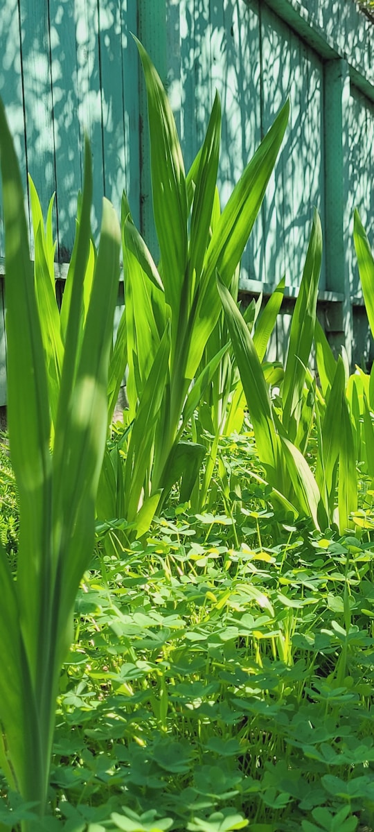 a green field of grass next to a building