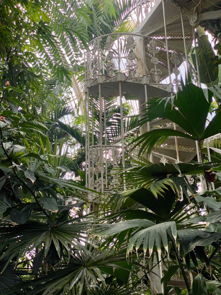 a large green plant