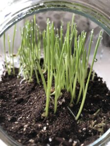 wheatgrass, terrarium, indoor growing, wheatgrass, wheatgrass, wheatgrass, wheatgrass, wheatgrass