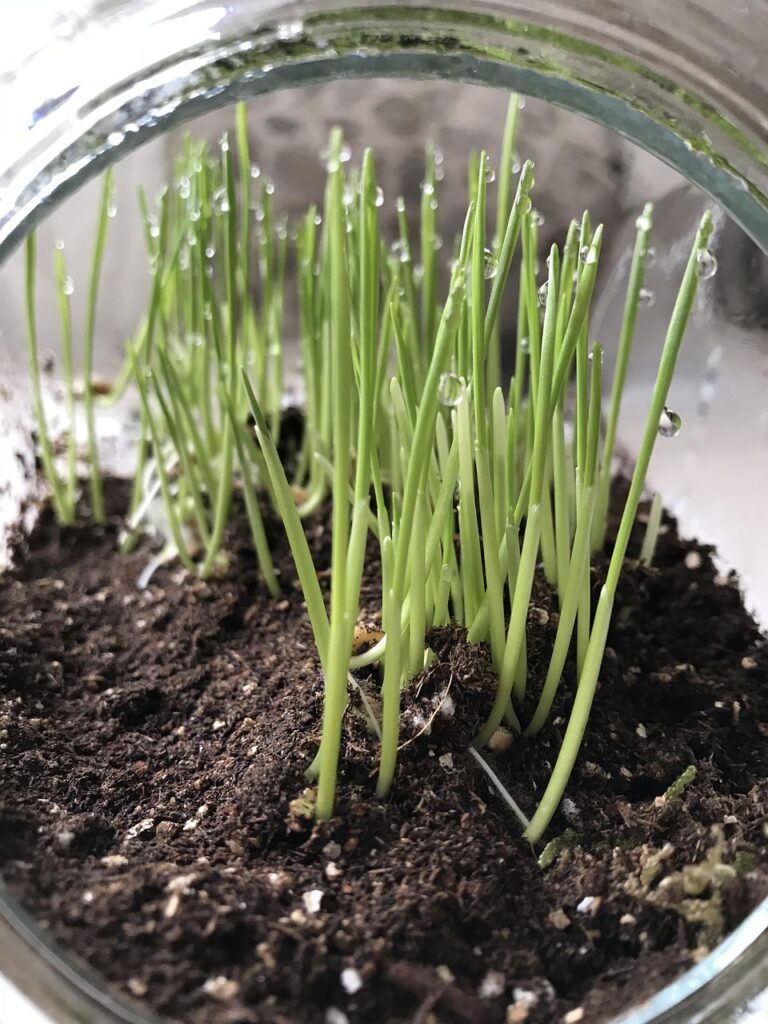 wheatgrass, terrarium, indoor growing, wheatgrass, wheatgrass, wheatgrass, wheatgrass, wheatgrass