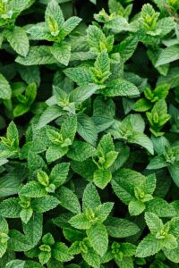 Fresh peppermint leaves captured from above, highlighting their vibrant green color and texture.