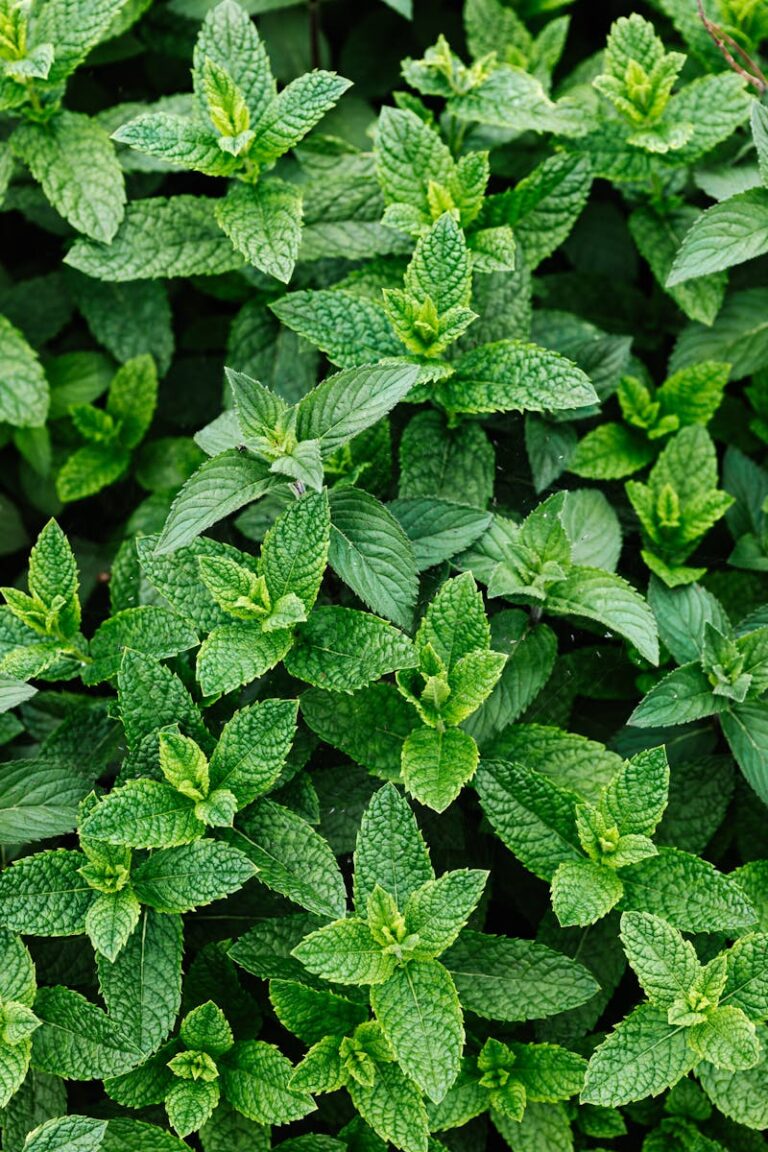Fresh peppermint leaves captured from above, highlighting their vibrant green color and texture.
