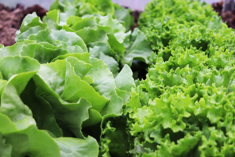 lettuce, salad, green lettuce, leaf vegetable, curly lettuce, butterhead lettuce, garden, vegetable garden, organic, farming, agriculture, fresh, healthy food, vegan, vegetarian, spring harvest, edible plant, homegrown, garden bed, greenery, leaves, raw food, nature, farming life, healthy eating