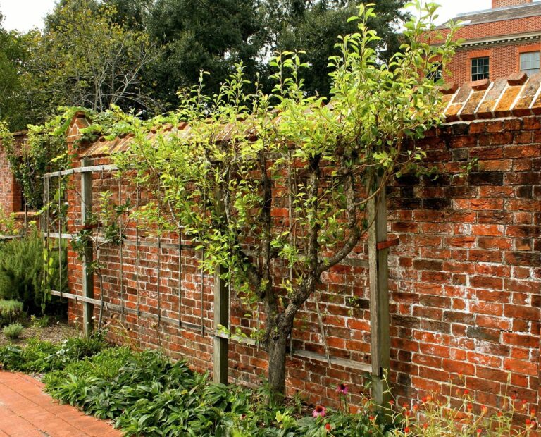 espalier, fruit tree, pruned, trained, garden wall, fruit, orchard, agriculture, nature, growth, gardening, natural, espalier, espalier, espalier, espalier, espalier, garden wall, garden wall, garden wall