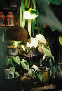 Various houseplants displayed on shelves with lanterns.