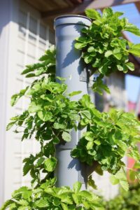 Close-up of lush green plants growing in a hydroponic vertical farming setup outdoors.
