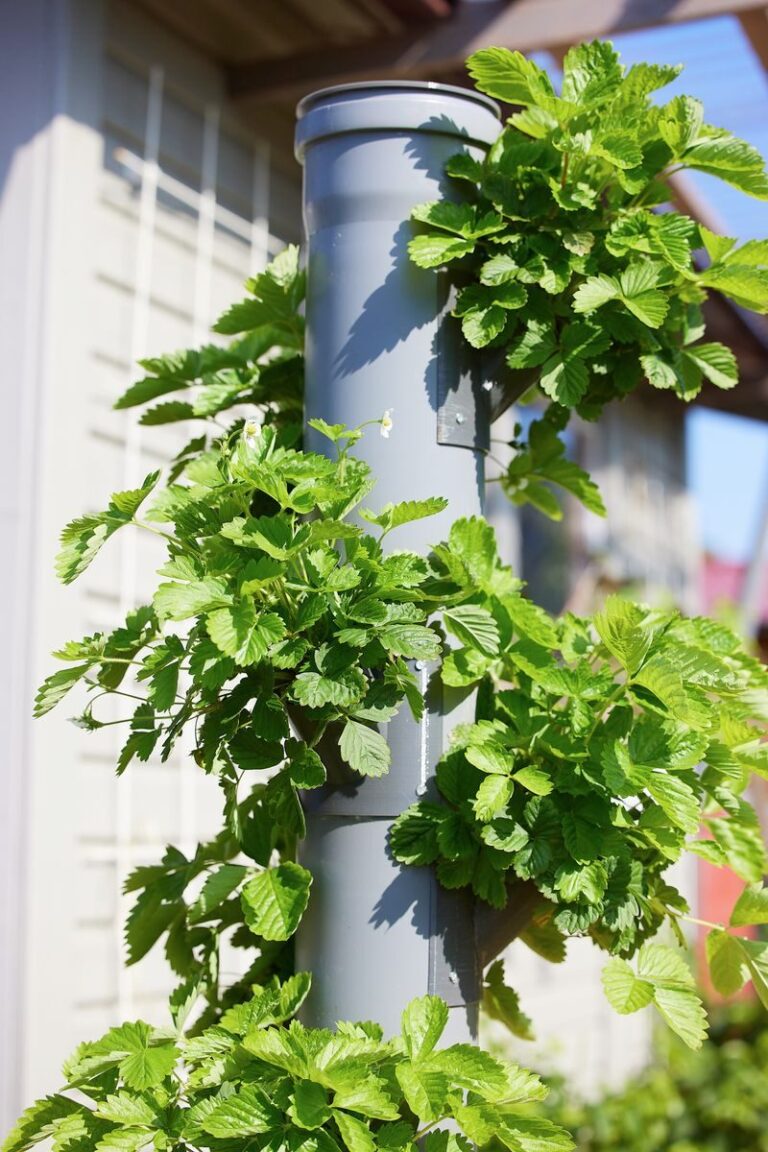 Close-up of lush green plants growing in a hydroponic vertical farming setup outdoors.