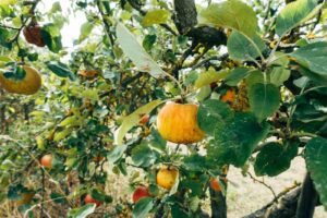 A close-up view of ripe apples hanging from a tree branch in a lush orchard.